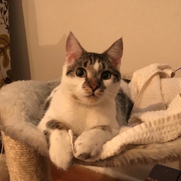 Meet your Posher, Danielle - Picture 3 of 3